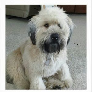 Meet your Posher, Ron peta